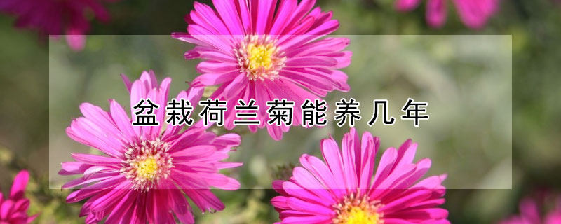 盆栽荷兰菊能养几年 荷兰菊的优缺点和特点