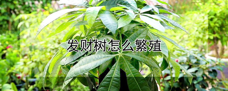 发财树怎么繁殖 发财树怎么繁殖方法