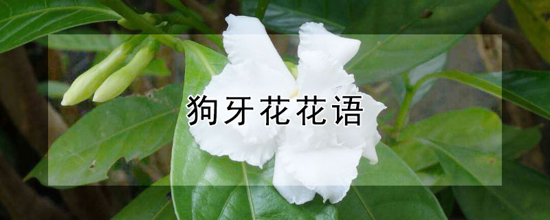 狗牙花花语（狗牙花花语及寓意）