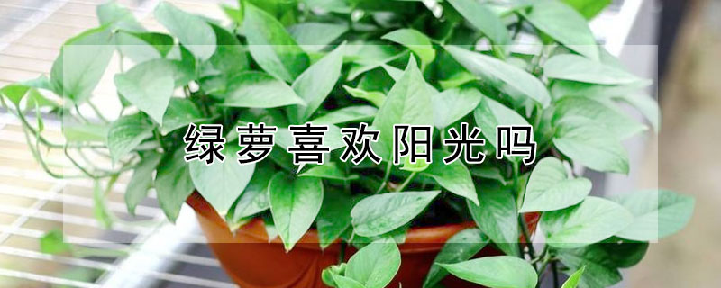 绿萝喜欢阳光吗（绿萝喜欢阳光吗绿萝多长时间浇水）