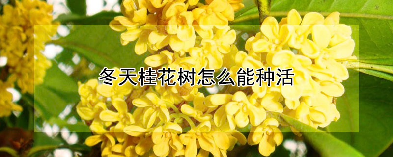 冬天桂花树怎么能种活 冬天桂花树怎么能种活呢