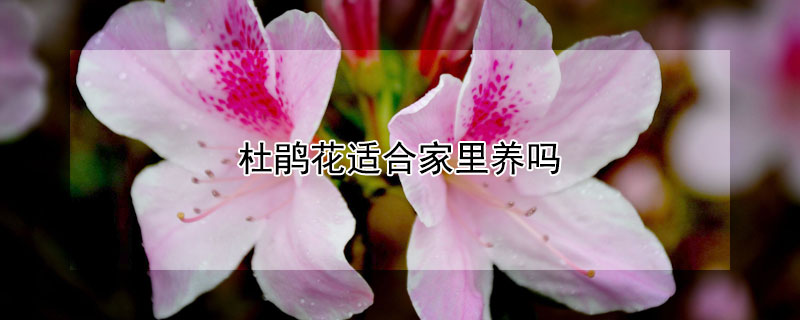 杜鹃花适合家里养吗（杜鹃花适合家里养吗视频）