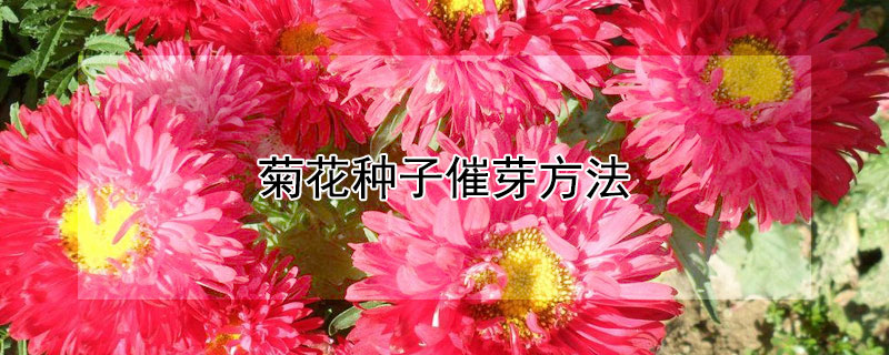 菊花种子催芽方法（菊花种子七八月播种可以吗）