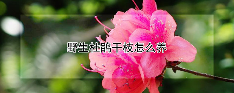 野生杜鹃干枝怎么养（野生杜鹃干枝怎么养活）