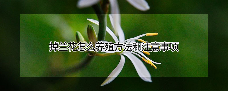 掉兰花怎么养殖方法和注意事项 掉兰花怎么养殖方法和注意事项视频