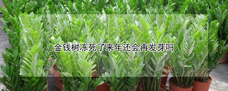 金钱树冻死了来年还会再发芽吗（金钱树冻死了还能活吗）