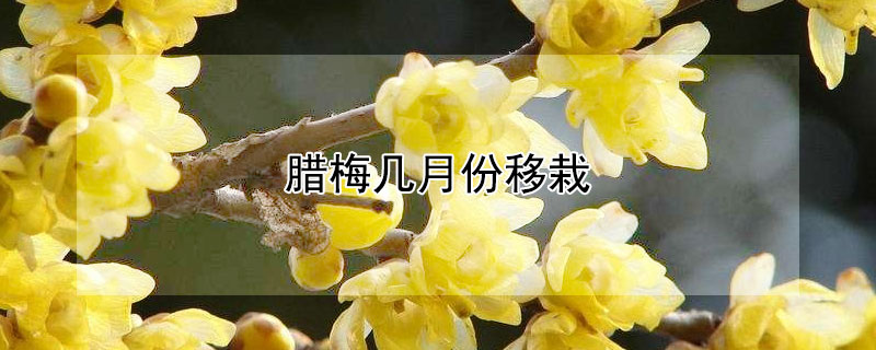 腊梅几月份移栽 腊梅几月份移栽比较好活