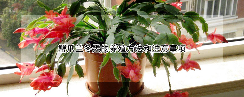 蟹爪兰冬天的养殖方法和注意事项 蟹爪兰冬天的养殖方法和注意事项有哪些