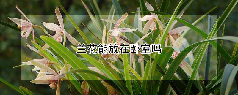 兰花能放在卧室吗（兰花能放在卧室吗对人有伤害吗?）