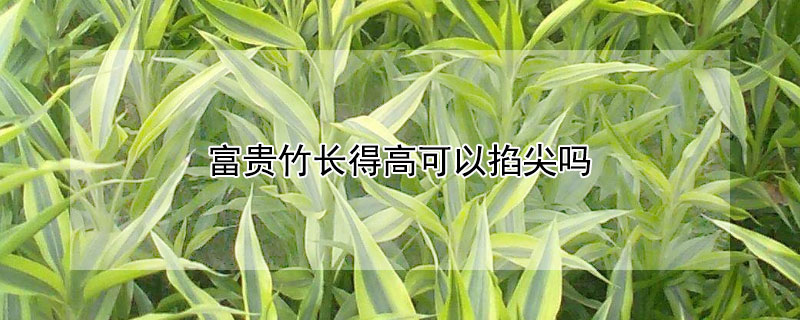 富贵竹长得高可以掐尖吗 富贵竹长得高可以掐尖吗图片