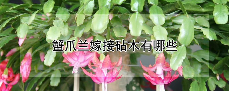 蟹爪兰嫁接砧木有哪些（蟹爪兰嫁接砧木有哪些种类）