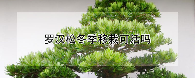 罗汉松冬季移栽可活吗（罗汉松冬季能施肥吗）