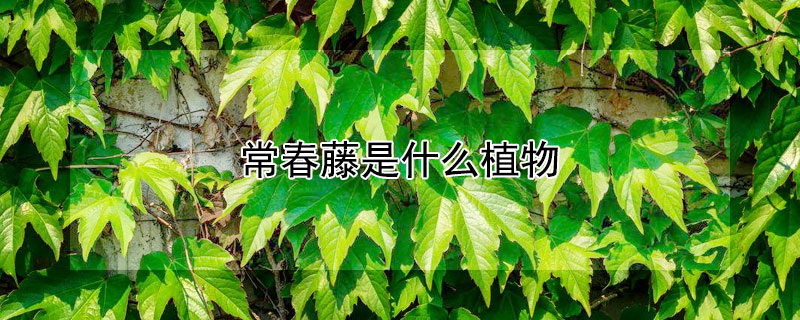 常春藤是什么植物 常春藤是什么植物?