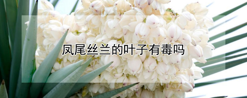凤尾丝兰的叶子有毒吗 凤尾丝兰叶序