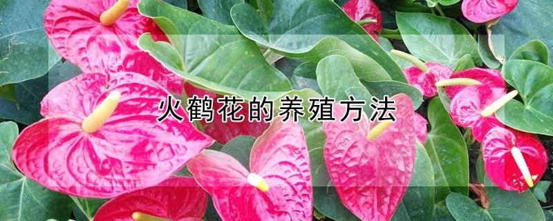 火鹤花的养殖方法 火鹤花的养殖方法土