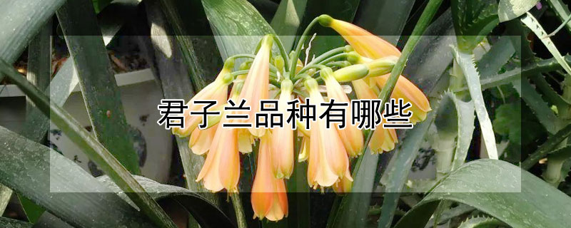 君子兰品种有哪些（君子兰品种有哪些图片）