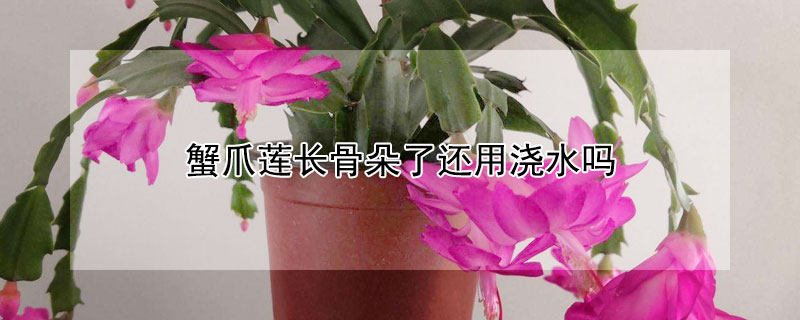 蟹爪莲长骨朵了还用浇水吗（蟹爪莲长骨朵了还用浇水吗视频）