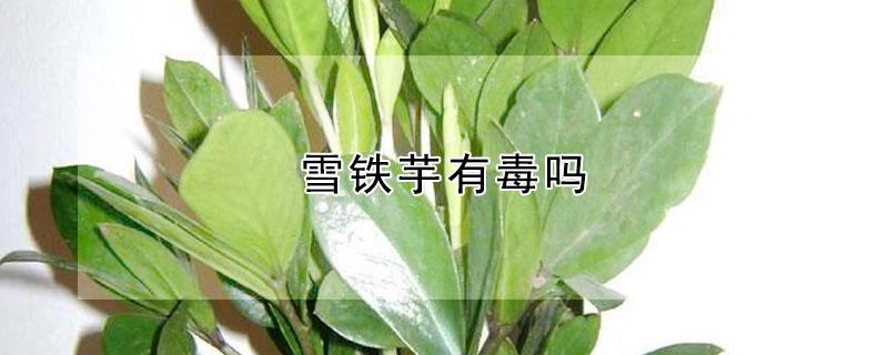 雪铁芋有毒吗（雪铁芋有毒吗图片）