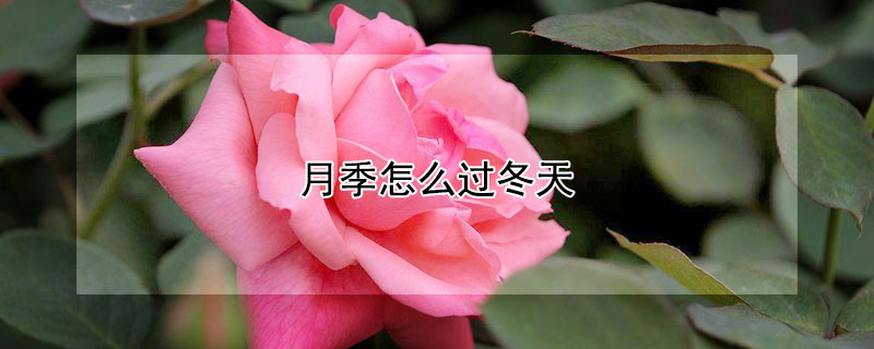 月季怎么过冬天 冬天月季怎么过冬