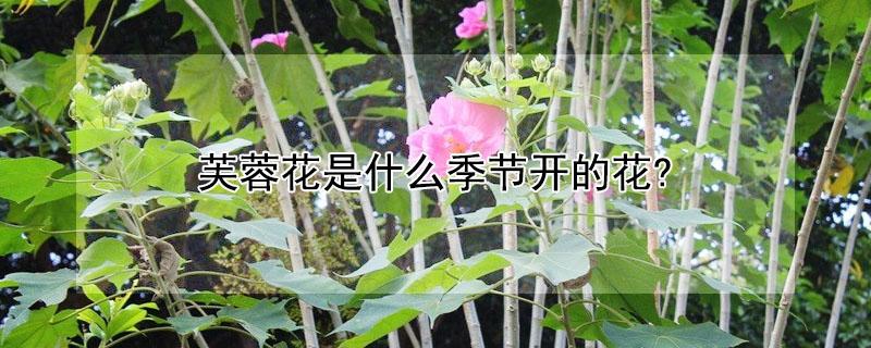芙蓉花是什么季节开的花?（芙蓉花是什么季节开的花啊）