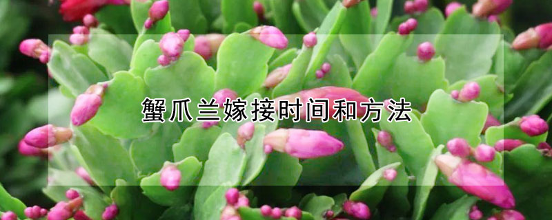 蟹爪兰嫁接时间和方法 蟹爪兰嫁接时间和方法视频