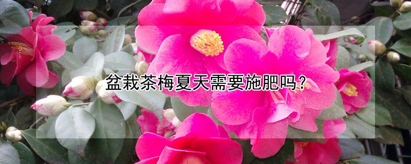 盆栽茶梅夏天需要施肥吗 盆栽茶梅夏天需要施肥吗