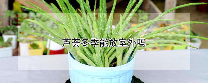 芦荟冬季能放室外吗 芦荟冬季能放室外吗