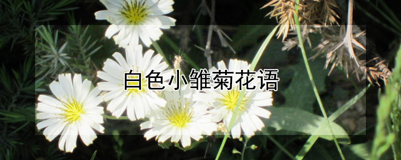 白色小雏菊花语（白色雏菊是送死人的吗）