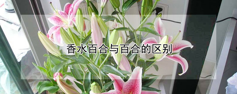 香水百合与百合的区别（香水百合和百合有什么区别）
