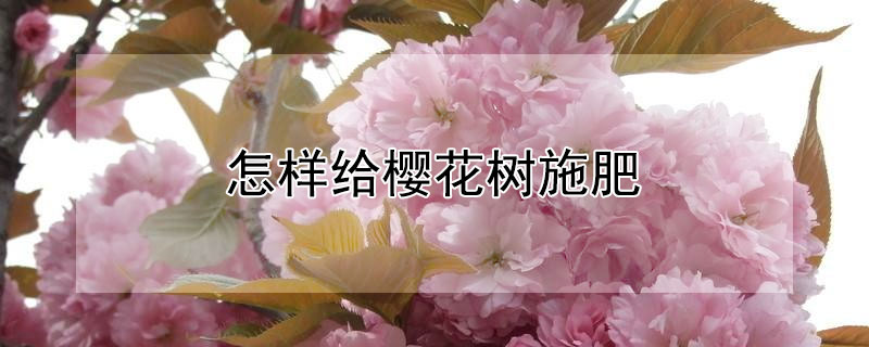 怎样给樱花树施肥 怎样给樱花树施肥最好