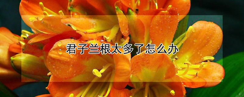 君子兰根太多了怎么办（君子兰根太多了怎么办呢）