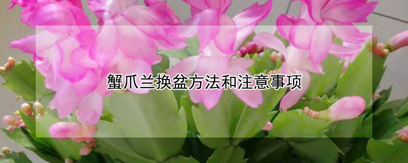 蟹爪兰换盆方法和注意事项 蟹爪兰怎样换土换盆