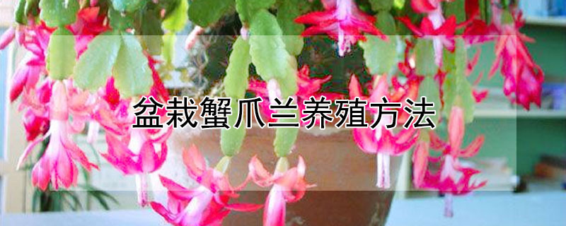盆栽蟹爪兰养殖方法 盆栽蟹爪兰养殖方法和技巧