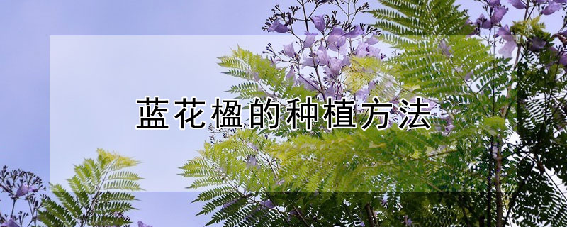 蓝花楹的种植方法（蓝花楹的种植方法视频）