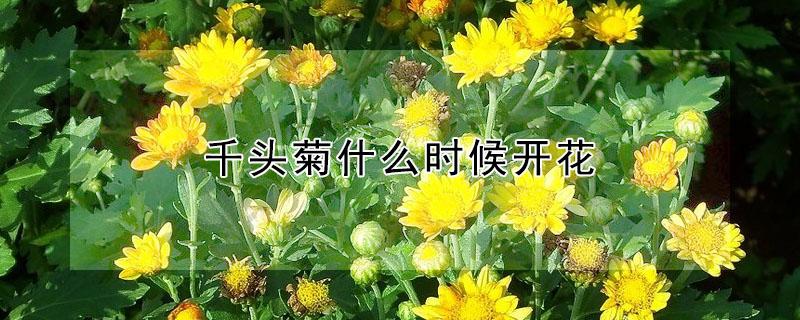 千头菊什么时候开花 千头菊什么时候开花结果