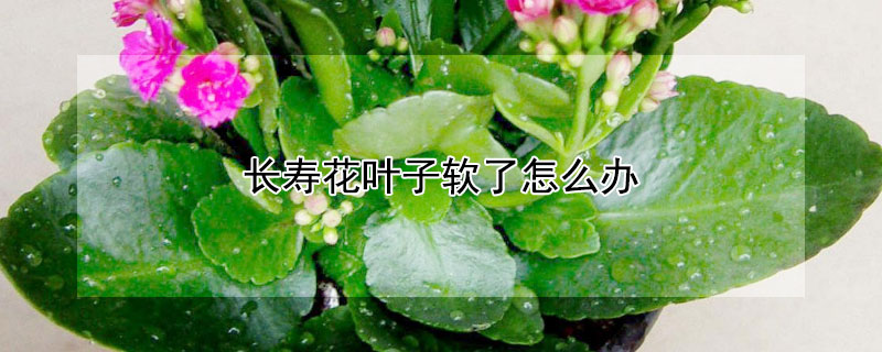长寿花叶子软了怎么办（长寿花叶子软了怎么办视频）