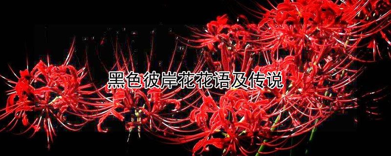 黑色彼岸花花语及传说 黑色彼岸花花语是什么