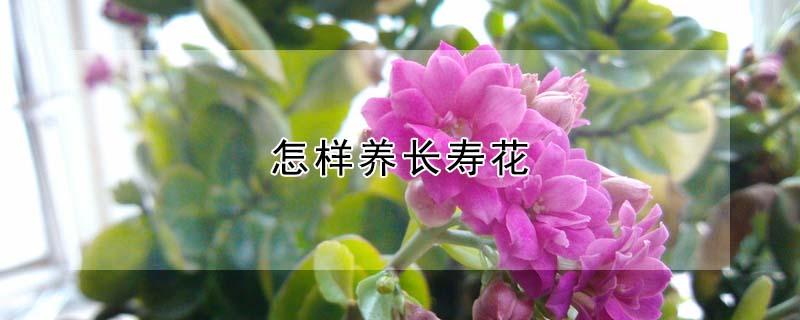 怎样养长寿花（怎样养长寿花开花）