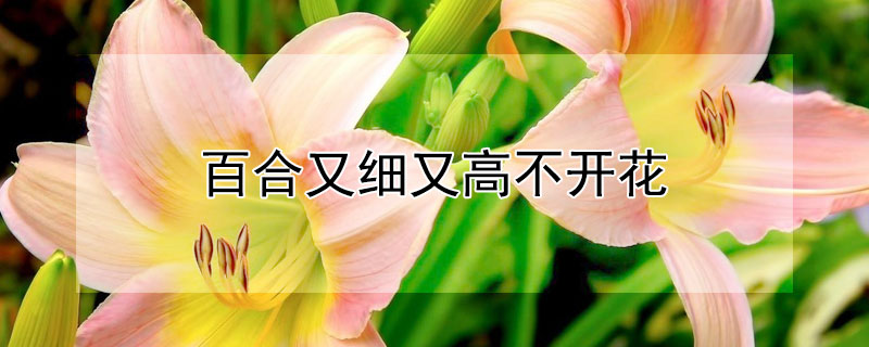 百合又细又高不开花（百合又细又高不开花怎么回事）