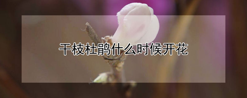 干枝杜鹃什么时候开花（干枝杜鹃花开多久）
