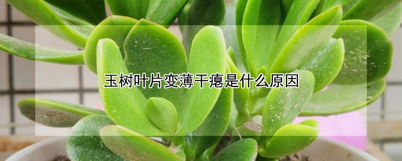 玉树叶片变薄干瘪是什么原因（玉树叶片变薄干瘪是什么原因引起的）
