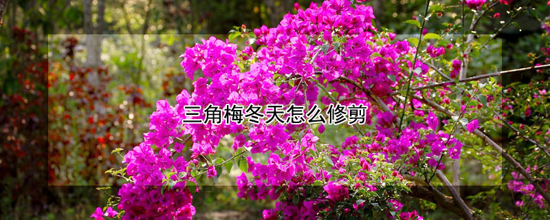 三角梅冬天怎么修剪（三角梅冬天怎么修剪过冬）