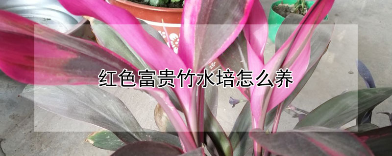 红色富贵竹水培怎么养 水养富贵竹怎么养才能更旺盛