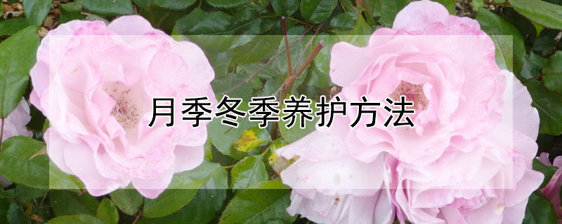 月季冬季养护方法 月季冬季养护方法有哪些