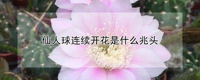 仙人球连续开花是什么兆头（仙人球一直开花是什么兆头）