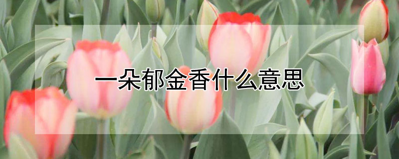 一朵郁金香什么意思 一朵郁金香什么意思啊