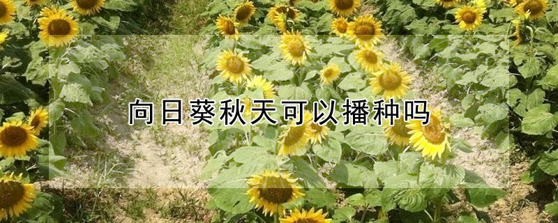 向日葵秋天可以播种吗（向日葵秋天可以播种吗视频）