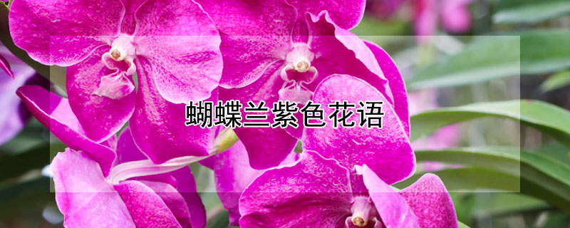 蝴蝶兰紫色花语 蝴蝶兰紫色花语是什么
