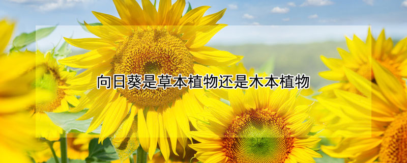 向日葵是草本植物还是木本植物 向日葵是草本植物还是木本植物图片