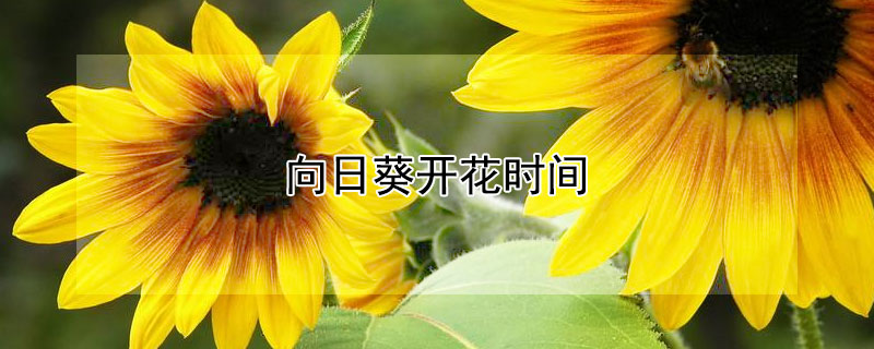 向日葵开花时间（向日葵开花时间小练笔）